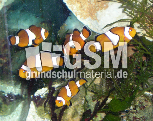 Orange-Ringelfisch-4.jpg